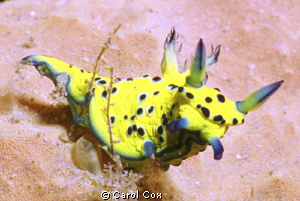 Robastra Ricei - This nudibranch was only recently identi... by Carol Cox 
